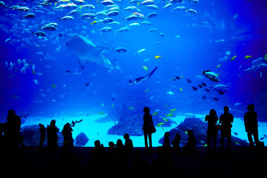 Aquarium Montpellier